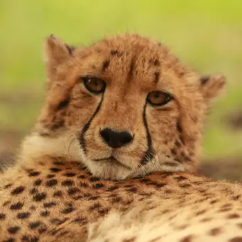 Mara the cheetah