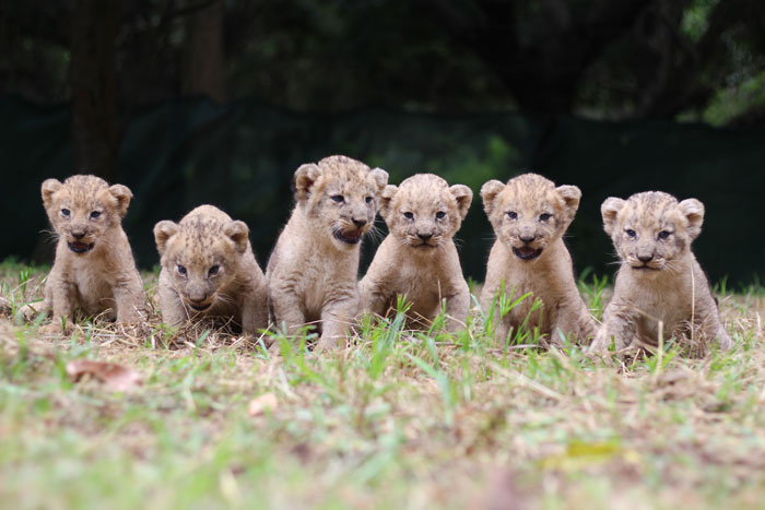 Lundis 4th litter