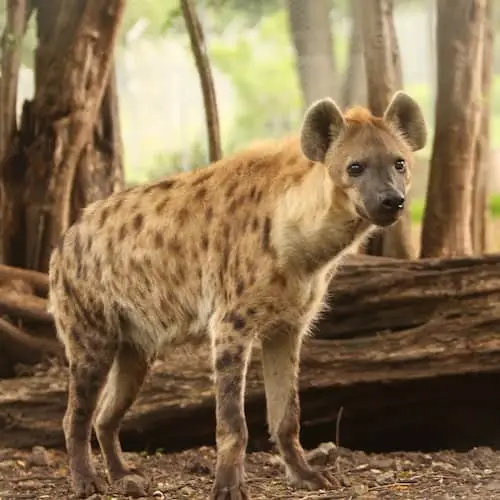 Hyena