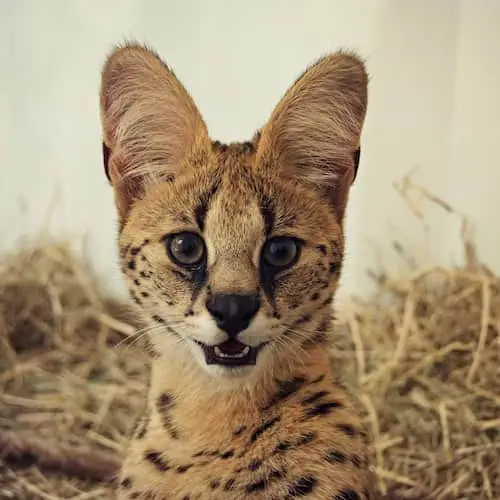 Serval