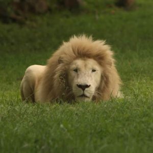 White lion